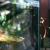 Aquarium Heater